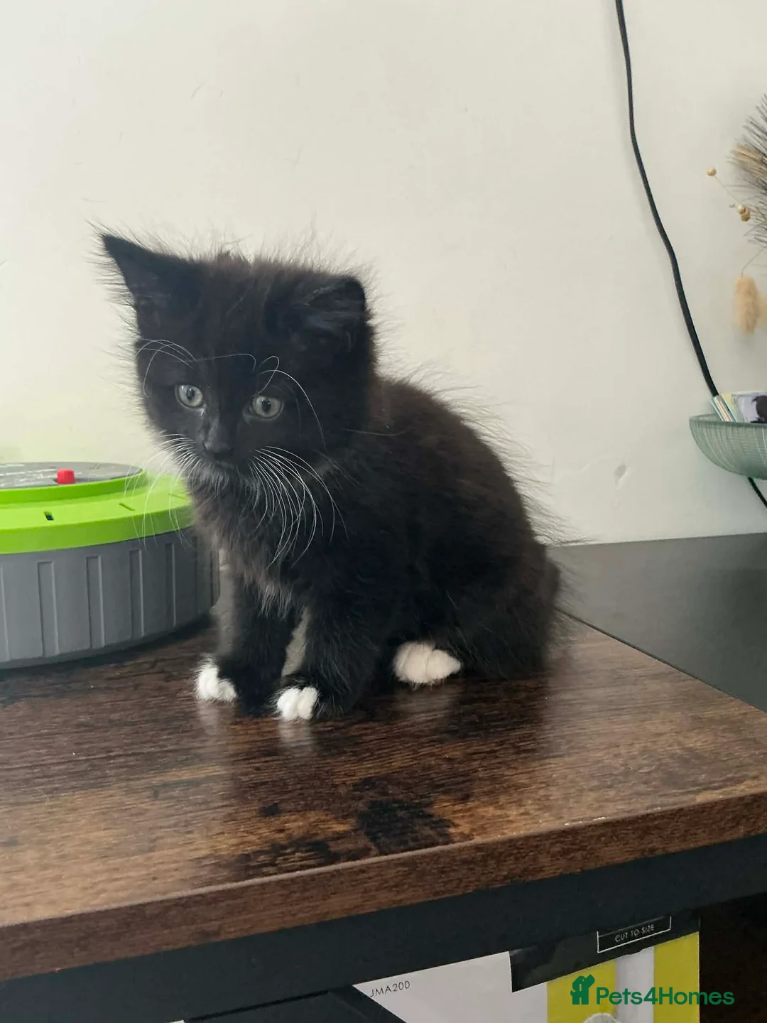 Mixed Breed cats for sale: 9 week old female kitten  - Advert 2