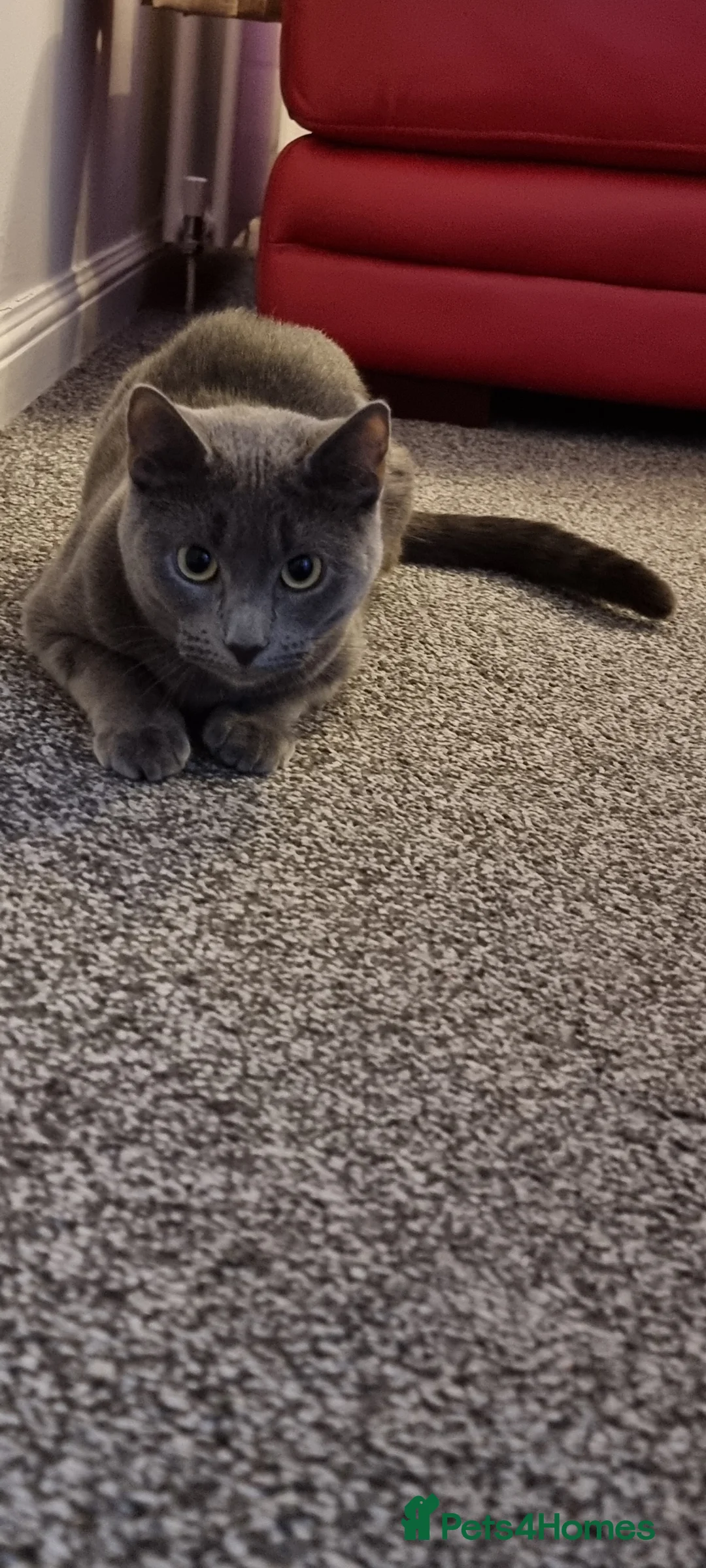 Russian Blue cats for sale: Blue Russian Cat Looking for a Loving Home - Advert 4