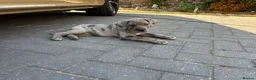Cane Corso dogs for sale: Cane corso pups  - Advert 3