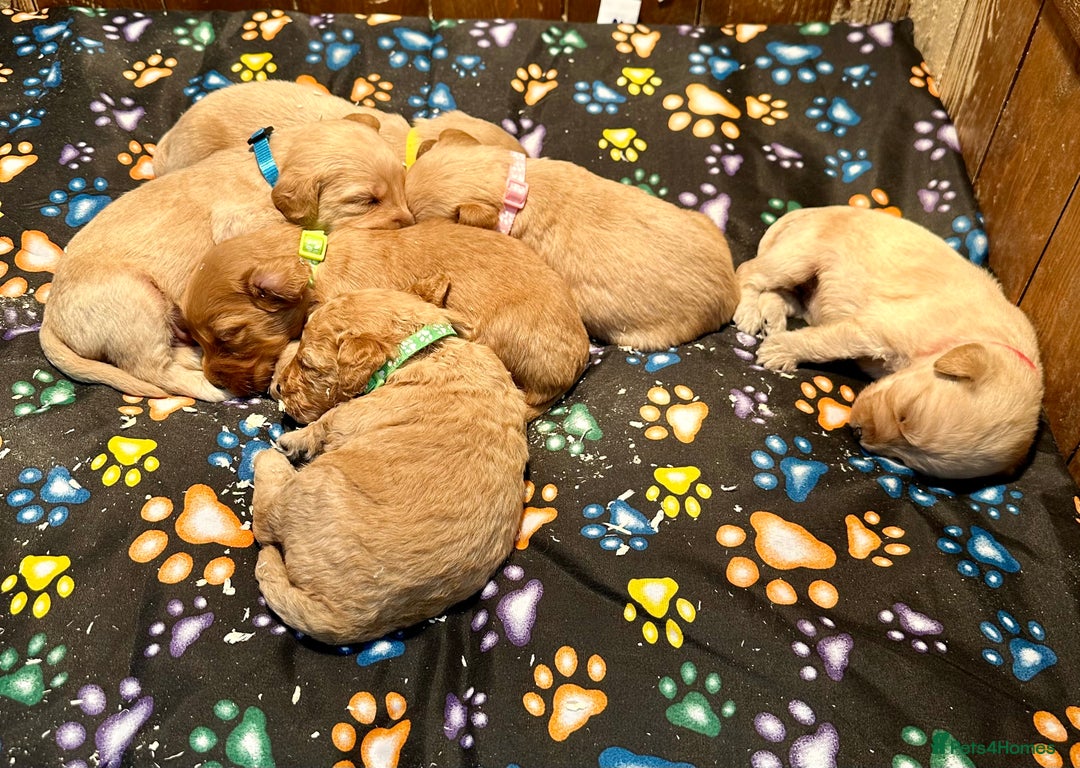 Labradoodle dogs for sale: Miniature Labradoodles from experienced breeder  - Advert 3