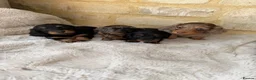 Miniature Dachshund dogs for sale: READY NOW KC Long-Haired Miniature Dachshund girl - Advert 13