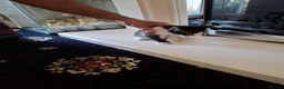 Mixed Breed cats for sale: Mixed Bengal Kittens in Pinner - Advert 9