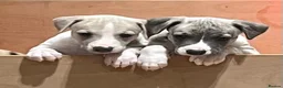 Whippet dogs for sale: Great quality Whippet puppies for sale - Advert 7