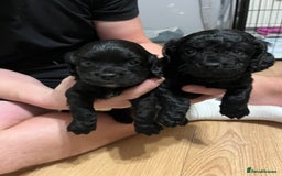 Mixed Breed dogs for sale: Pugcockapoo - Image 1