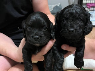 Mixed Breed dogs - Advert 1