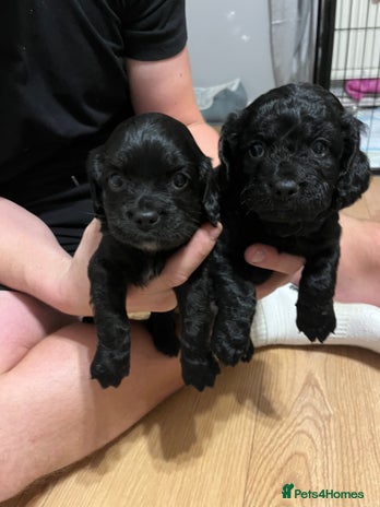 Mixed Breed dogs - Advert 1