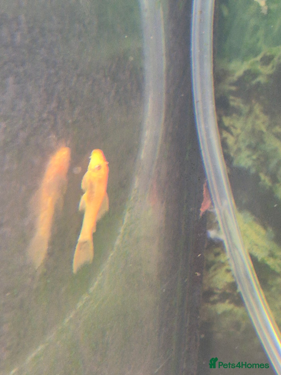 Plecos fish for sale: Red bristlenose pleco babies - Image 4