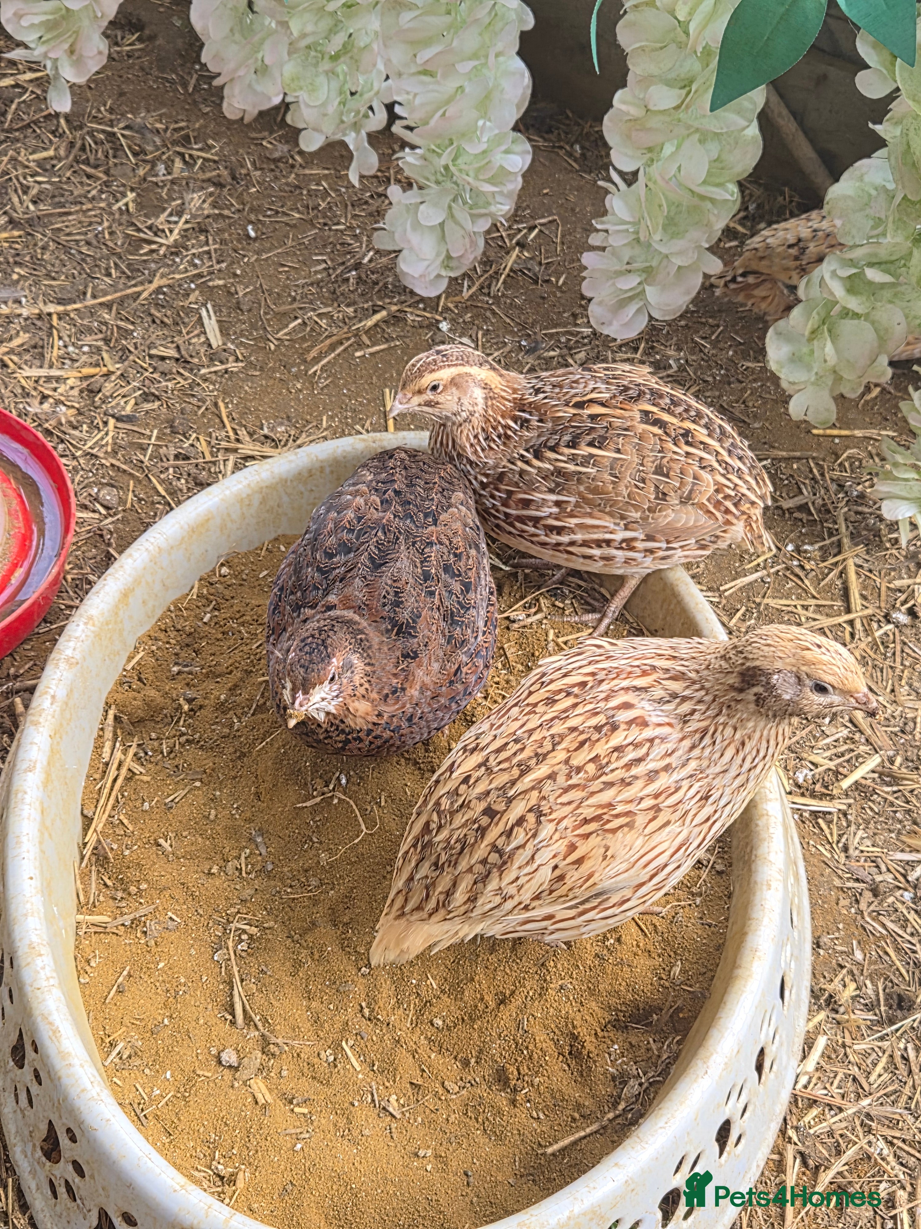Quail poultry 10 female and 1 male quails for new homes - Advert 4