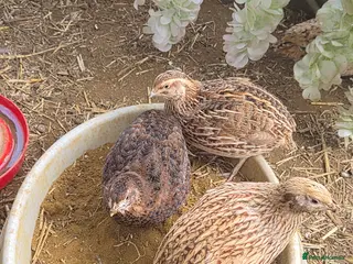 Quail poultry 10 female and 1 male quails for new homes - Advert 4