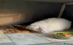 Mini Lop rabbits for sale: Male mini lop  - Image 13