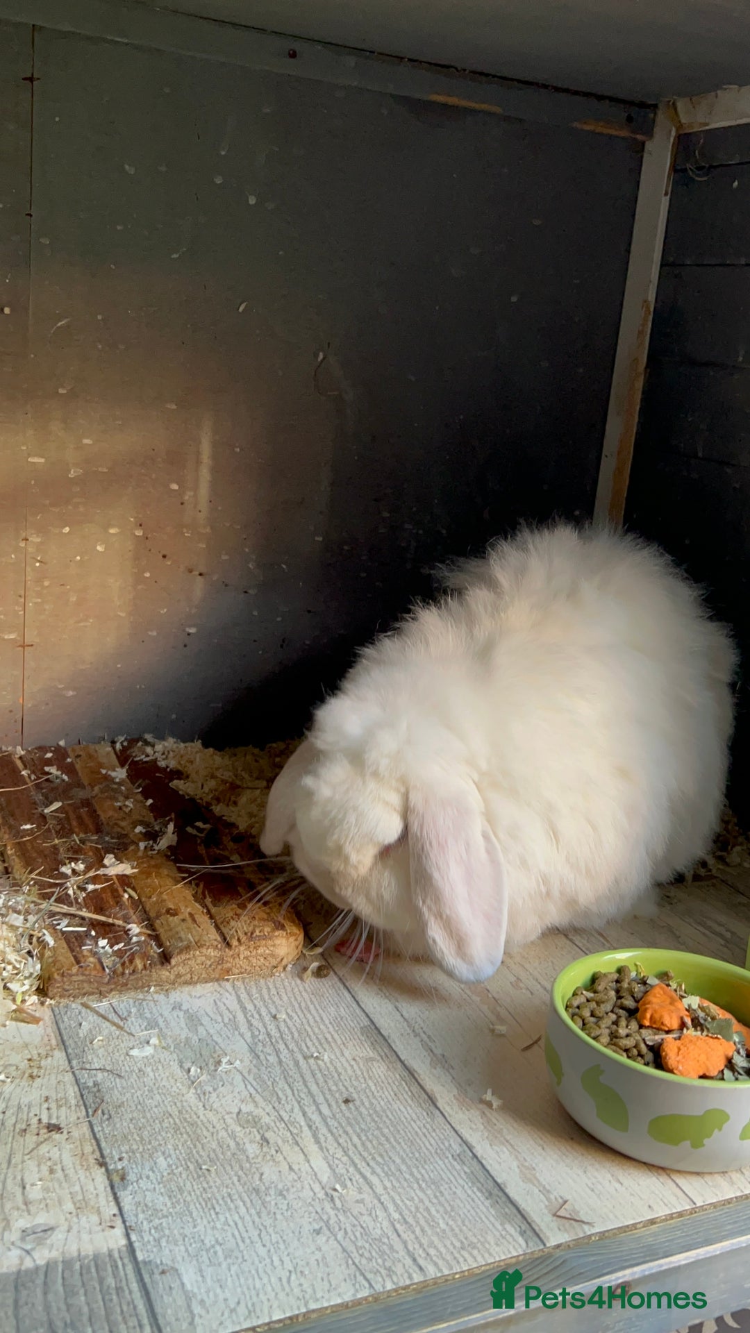 Mini Lop rabbits for sale: Male mini lop  - Image 13