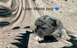 French Bulldog dogs for sale: French bulldog puppies - Image 10