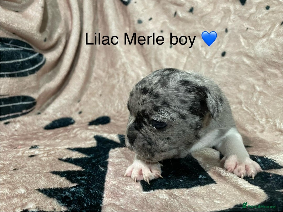 French Bulldog dogs for sale: French bulldog puppies - Image 10