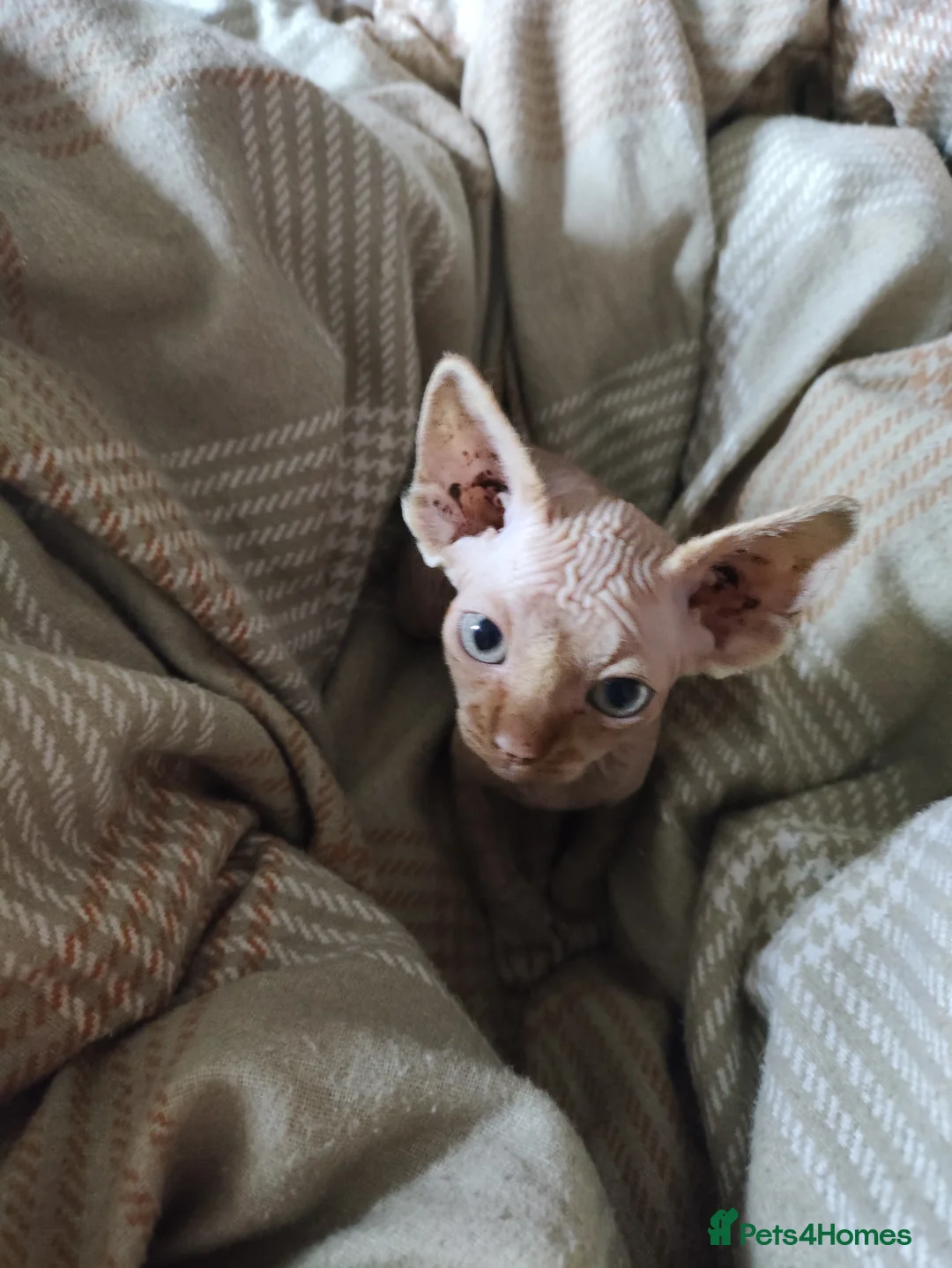 Sphynx cats for sale: Adorable Sphynx Kittens - Advert 4