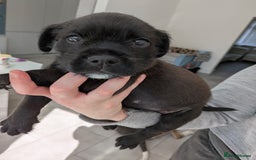 Mixed Breed dogs for sale: 2 Beautiful girl puppies  - Image 9