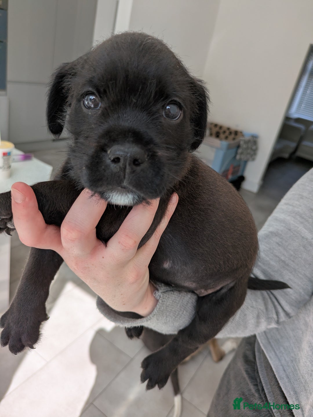 Mixed Breed dogs for sale: 2 Beautiful girl puppies  - Image 9