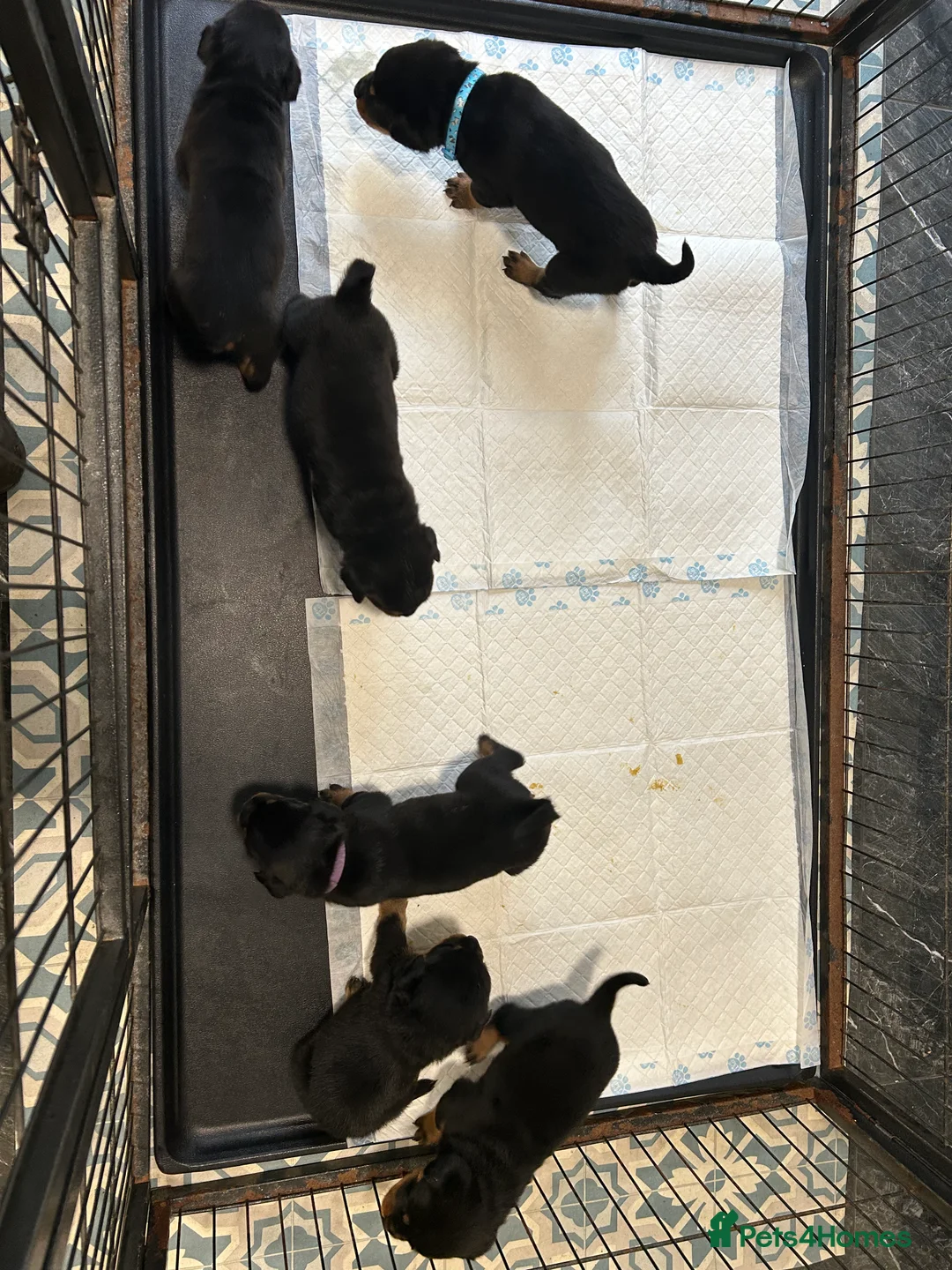 Rottweiler dogs for sale: Champion  bloodline Rottwiler Puppies  - Advert 20