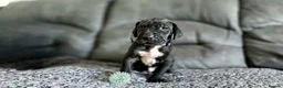 Great Dane dogs for sale: Exceptional Great Dane puppies 🐶  - Advert 4