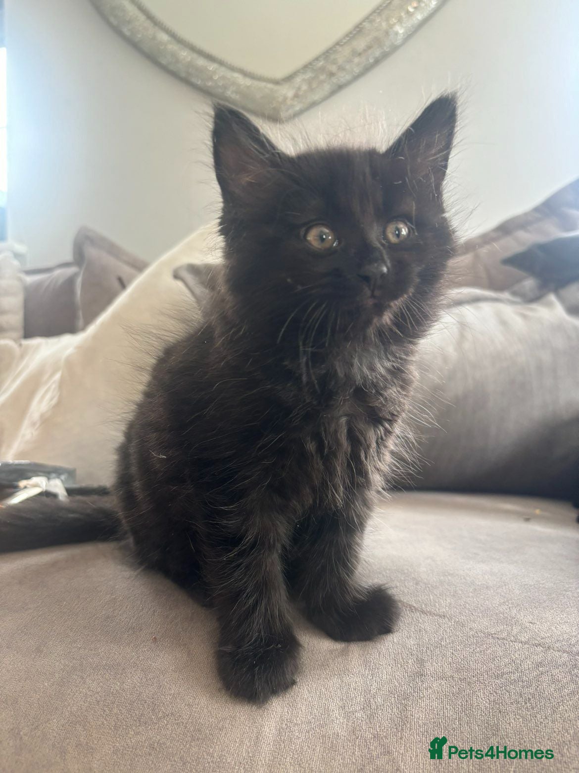 British Shorthair cats 🌟 fluffy British short hair mixed breed🌟  - Advert 1