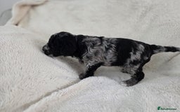 Schnoodle dogs for sale: 3 Stunning F2b Mearle Schnoodle Puppies - Image 7