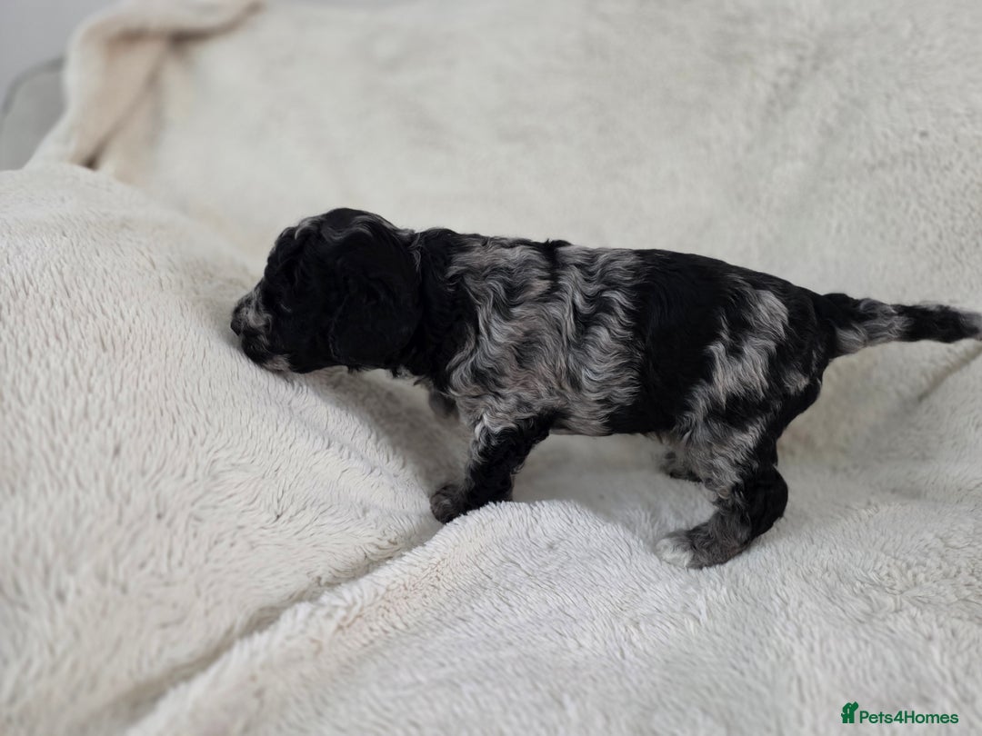 Schnoodle dogs for sale: 3 Stunning F2b Mearle Schnoodle Puppies - Image 7