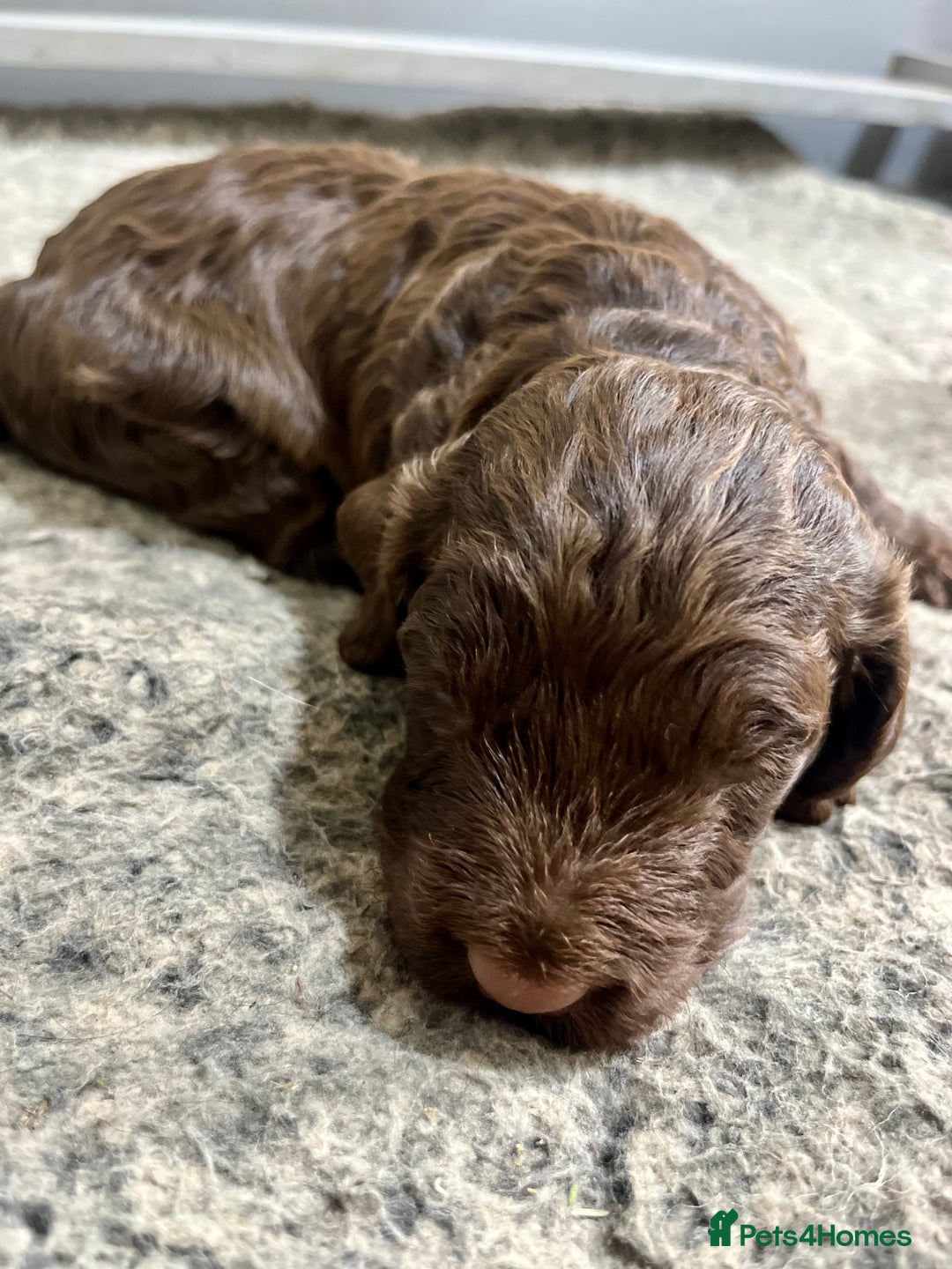 Cockapoo dogs for sale: 👀CHOCOLATE  COCKAPOO PUP - Image 11