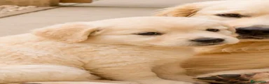 Golden Retriever Puppy 2