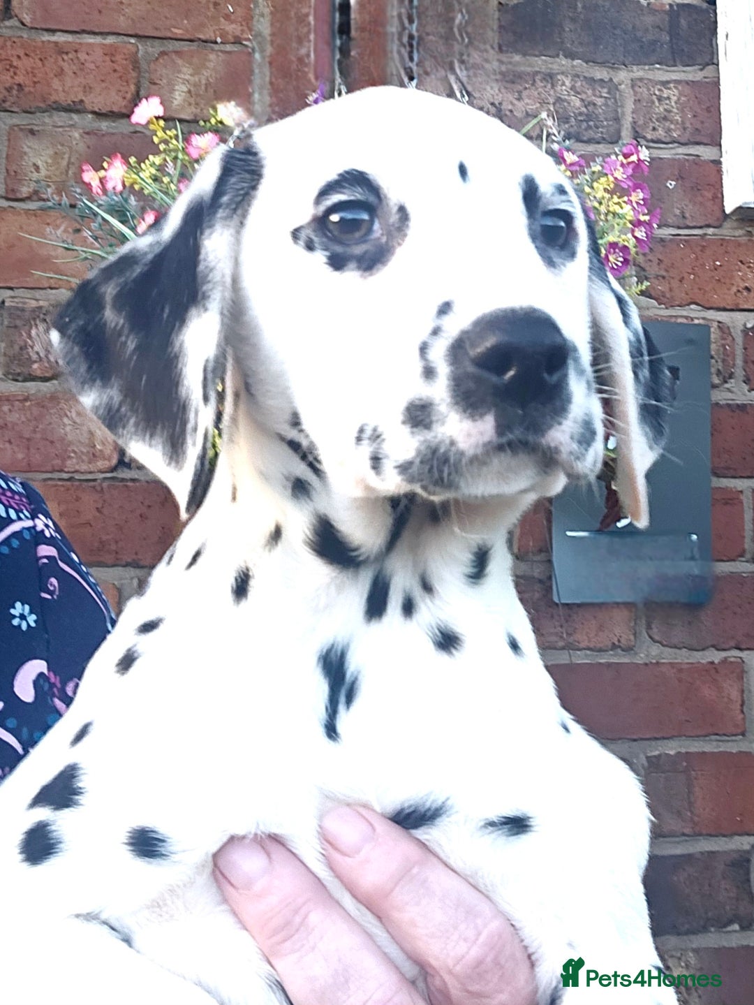 Dalmatian dogs for sale: Champion Lines Dalmatian Puppies - Advert 6
