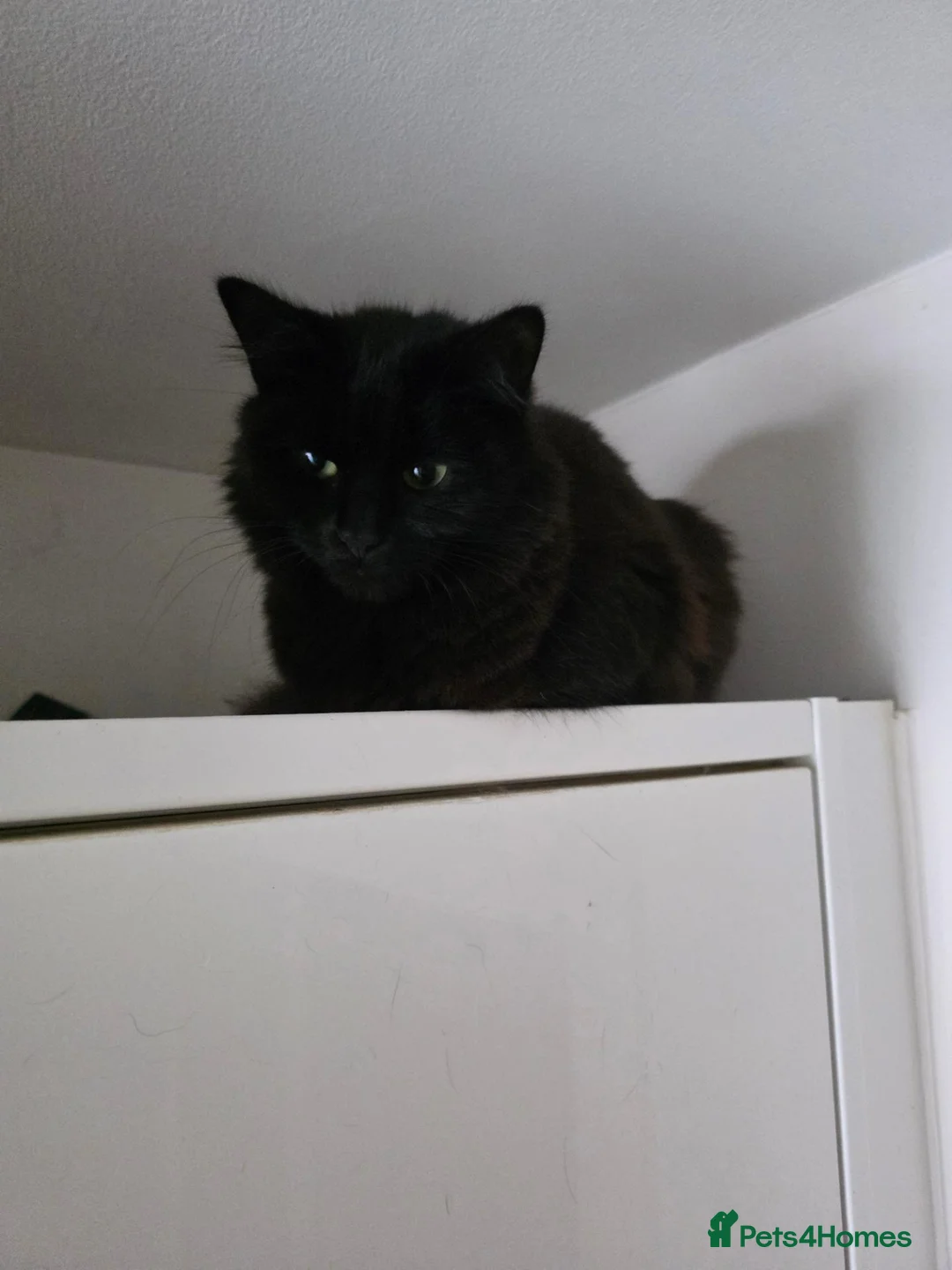 Mixed Breed cats for sale: Two fluffy male kittens looking for loving homes - Advert 2