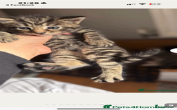 Mixed Breed cats for sale: Mixed Breed Grey and Tabby Kittens - Image 20