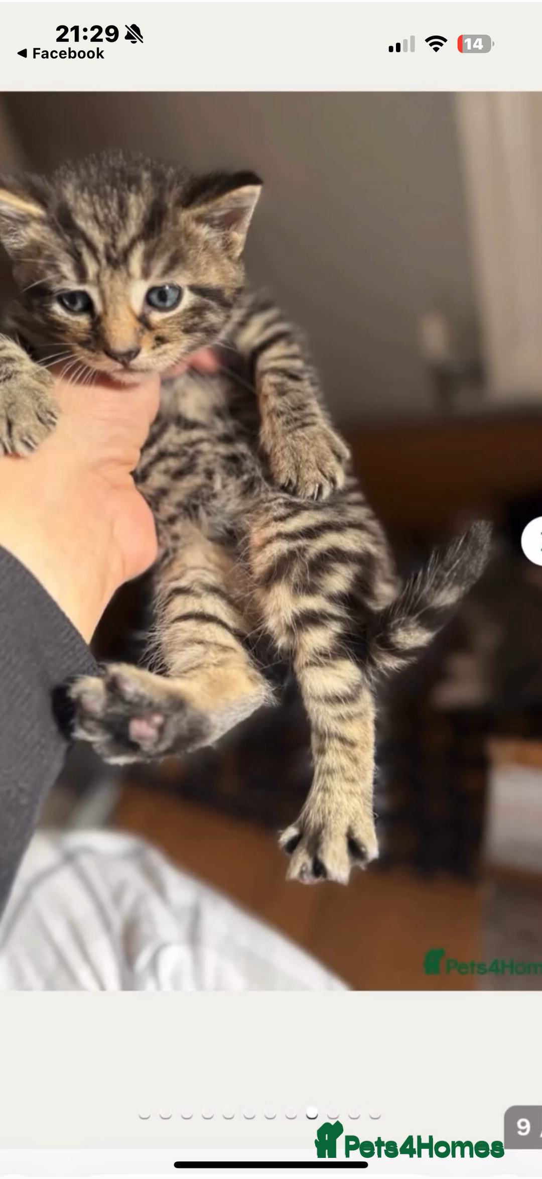 Mixed Breed cats for sale: Mixed Breed Grey and Tabby Kittens - Image 20