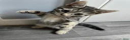 Mixed Breed cats for sale: Kittens for sale in Huntingdon - Advert 13