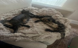 Mixed Breed cats for sale: 2 beautiful boys - Advert 5