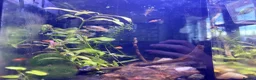Platies fish for sale: Mixture of platy fish available  in Reading - Advert 3