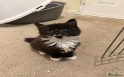 Mixed Breed cats for sale: Beautiful kittens for sale  - Image 5