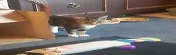 Mixed Breed cats for adoption: 3 lovely boy kittens for adoption - Advert 5