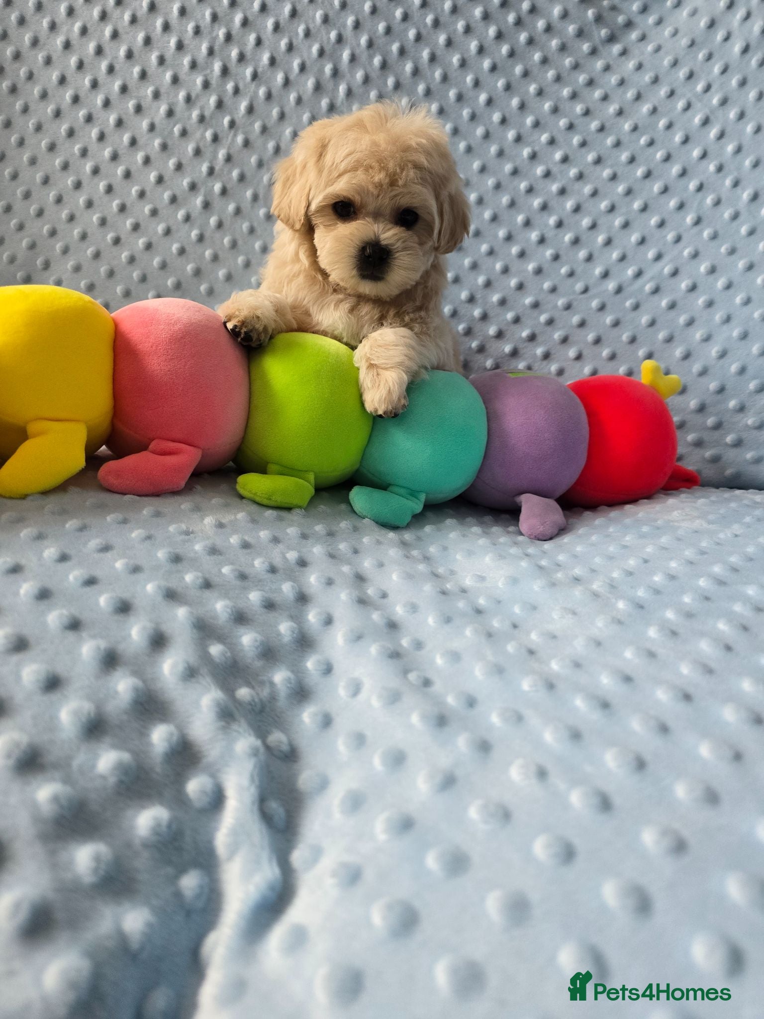 Maltipoo dogs  Beautiful  Maltipoo - Advert 1