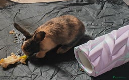 Mixed Breed rabbits for sale: 🐇 RABBITS🐇 Healthy, well-fed pets available now  - Image 5