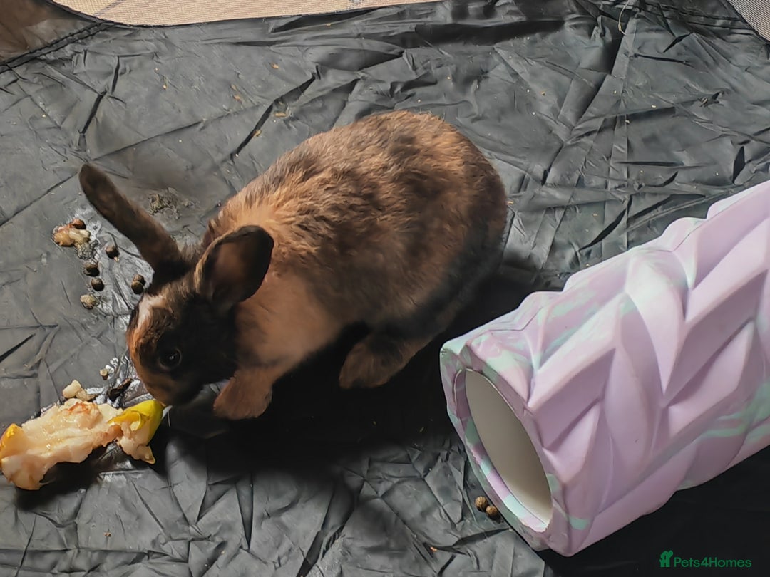 Mixed Breed rabbits for sale: 🐇 RABBITS🐇 Healthy, well-fed pets available now  - Image 5