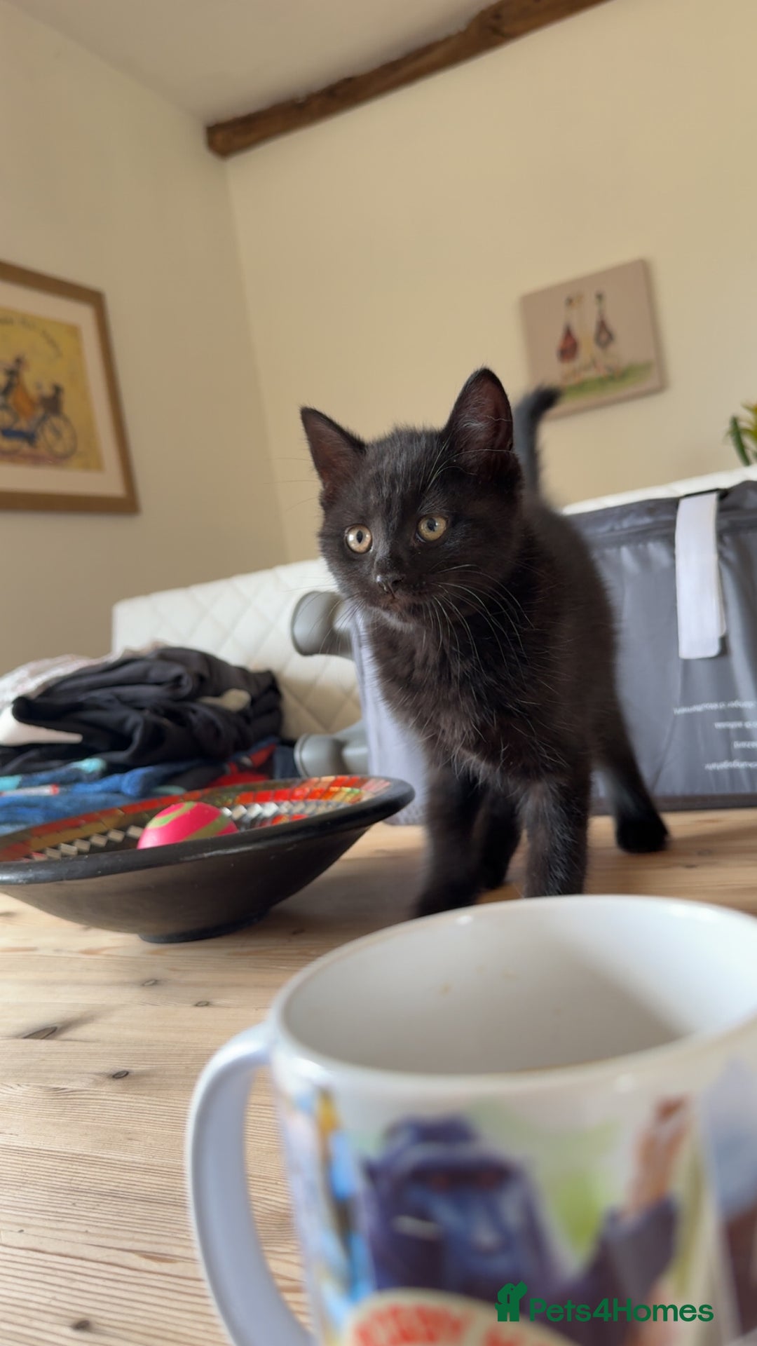 Mixed Breed cats for sale: 3 British short hair cross - Image 2