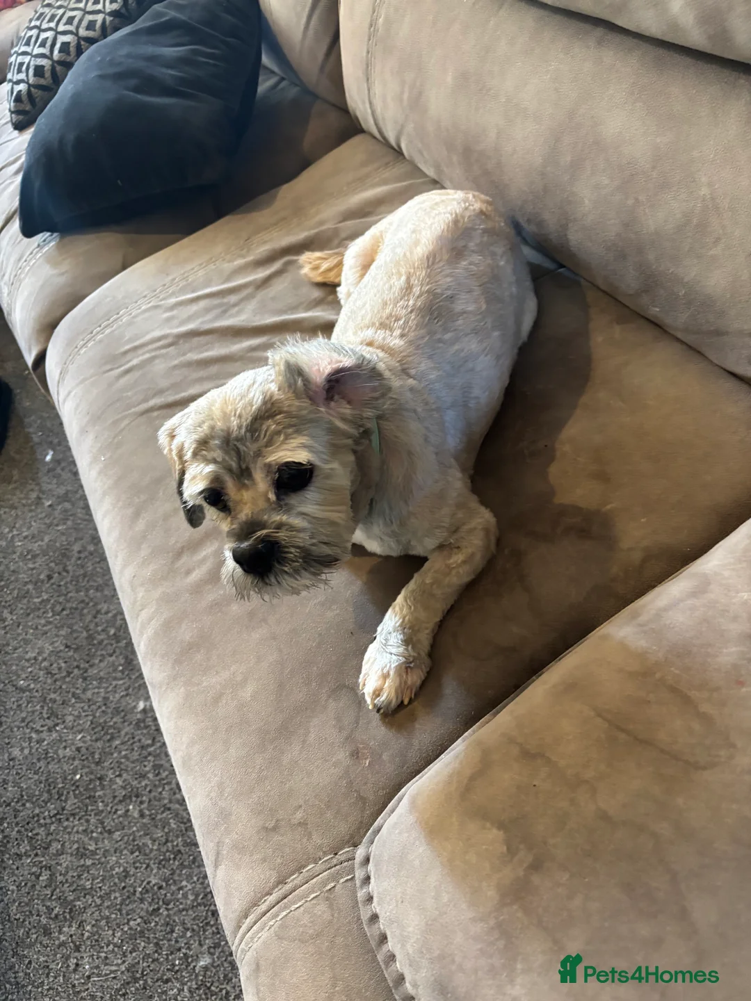 Lhasa Apso dogs for sale: Lhaso aspo - Advert 1