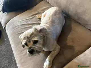 Lhasa Apso dogs Lhaso aspo - Advert 15