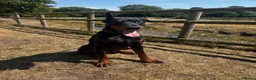 Dobermann dogs for sale: Beautiful Rescue Boy  - Advert 5