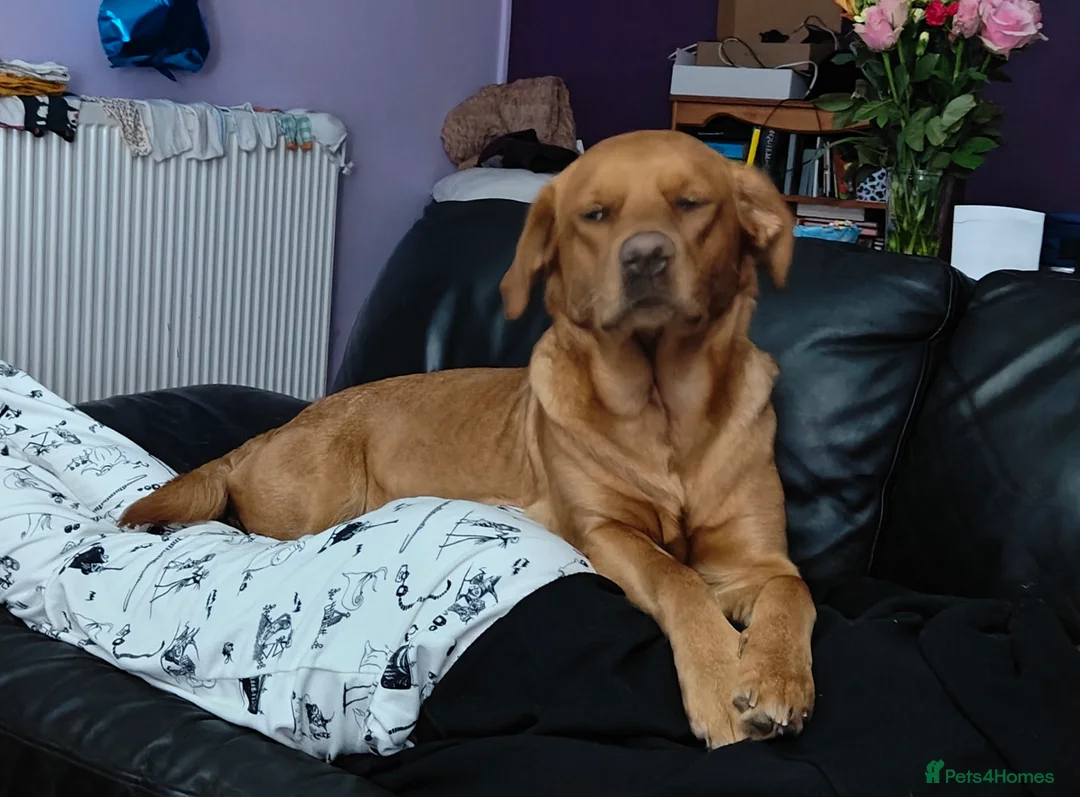 Mixed Breed dogs for sale: Labrador Mix Puppies in Glenrothes - Advert 2