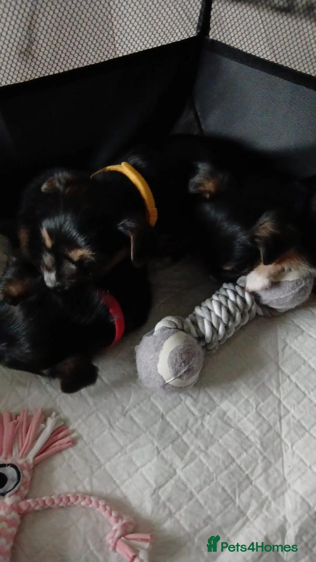 Chorkie dogs for sale: Beautiful small chorkies available  - Advert 2