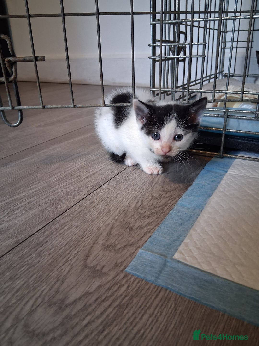 Mixed Breed cats for sale: 6 Stunning Kittens  - Image 9