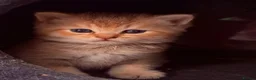 British Shorthair cats for sale: 🌟 Exceptional GCCF Register BSH Golden Kittens 🌟 - Advert 5