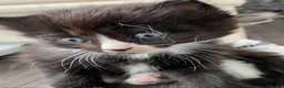 British Shorthair cats for sale: 4 Kittens almost ready for there forever homes in Gloucester - Advert 3