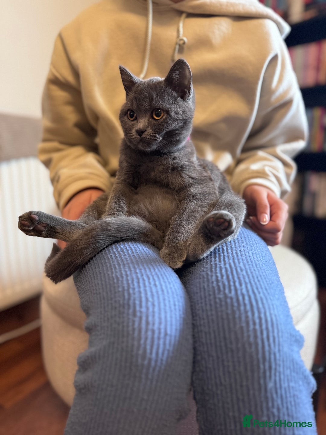 British Shorthair cats for sale: Beautiful British short hair  - Image 3