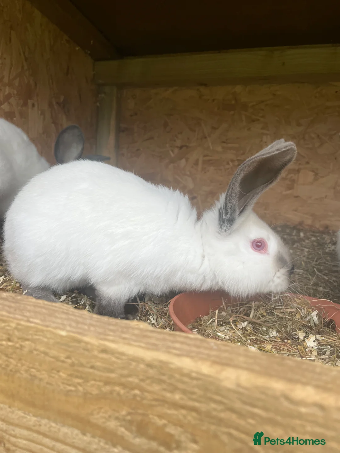 Continental Giant rabbits for sale: Rabbits for sale  - Advert 2